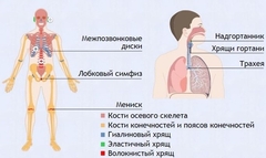 Интерактивные курсы. Биология 9 класс. Базовый. - fgospostavki.ru - Владимир