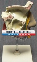 Модель "Разрез носоглотки" - fgospostavki.ru - Владимир