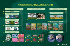 Электрифицированный стенд "Уровни организации жизни" - fgospostavki.ru - Владимир
