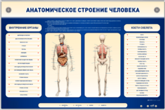 Электрифицированный стенд-тренажер c макетом скелета "Анатомическое строение человека" - fgospostavki.ru - Владимир