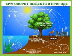 Стенд "Круговорот веществ" - fgospostavki.ru - Владимир