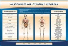 Электрифицированный стенд-тренажер c макетом скелета "Анатомическое строение человека" - fgospostavki.ru - Владимир