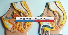 Модель барельефная "Таз мужской и таз женский" - fgospostavki.ru - Владимир