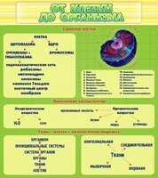 Стенд "От клетки до организма" - fgospostavki.ru - Владимир
