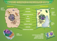  Биология - fgospostavki.ru - Владимир