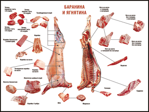 Таблица "Правила разделки мясных туш. Баранина и ягнятина" (100х140 сантиметров, винил) - fgospostavki.ru - Владимир