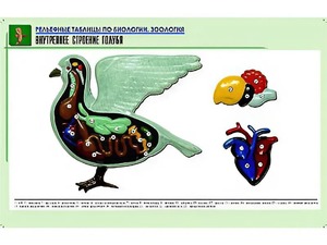 Рельефная таблица "Внутреннее строение голубя" (формат А1, матовое ламинирование) - fgospostavki.ru - Владимир