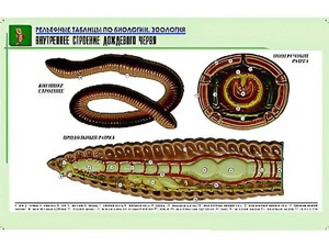 Рельефная таблица "Внутреннее строение дождевого червя" (формат А1, матовое ламинирование) - fgospostavki.ru - Владимир