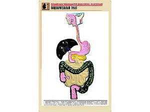 Рельефная таблица "Пищеварительный тракт" (формат А1, матовое ламинирование) - fgospostavki.ru - Владимир