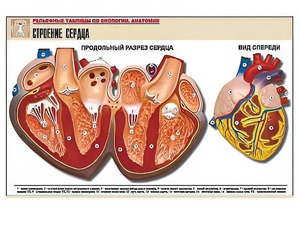 Рельефная таблица "Строение сердца" (формат А1, матовое ламинирование) - fgospostavki.ru - Владимир