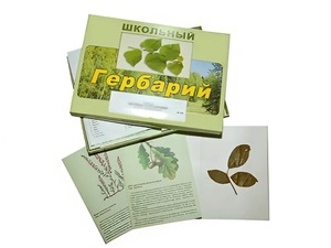 Гербарий "Дикорастущие растения" (30 видов, с иллюстрациями) - fgospostavki.ru - Владимир