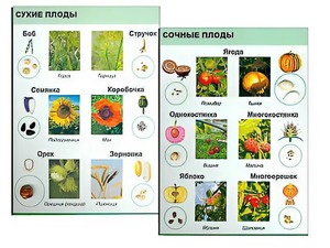 Коллекция "Семена и плоды" - fgospostavki.ru - Владимир