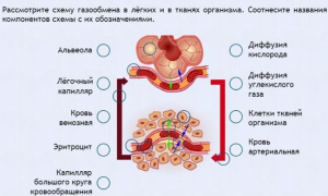 Интерактивные курсы. Биология 9 класс. Расширенный. - fgospostavki.ru - Владимир