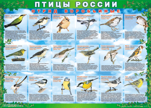 Комплект таблиц "Птицы России (4 листа)" (100х140 сантиметров, винил) - fgospostavki.ru - Владимир