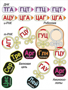 Модель-аппликация Биосинтез белка - fgospostavki.ru - Владимир