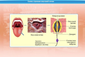Интерактивные курсы. Биология 10 класс. Базовый. - fgospostavki.ru - Владимир