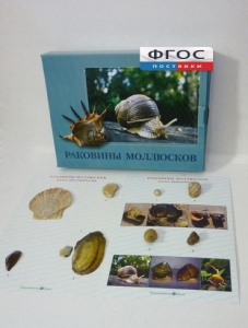 Коллекция "Раковины моллюсков" - fgospostavki.ru - Владимир