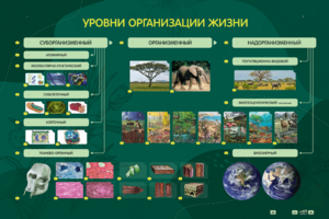Электрифицированный стенд "Уровни организации жизни" - fgospostavki.ru - Владимир