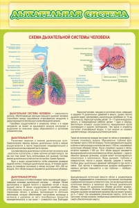 Стенд "Дыхательная система" - fgospostavki.ru - Владимир