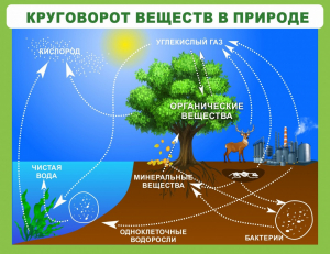 Стенд "Круговорот веществ" - fgospostavki.ru - Владимир