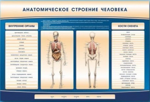 Электрифицированный стенд-тренажер c макетом скелета "Анатомическое строение человека" - fgospostavki.ru - Владимир