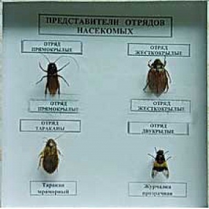 Коллекция энтомологическая "Представители отряда насекомых" - fgospostavki.ru - Владимир