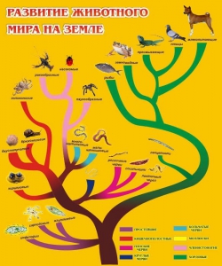Стенд "Развитие животного мира на земле" - fgospostavki.ru - Владимир
