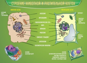 Стенд "Строение животной и растительной клеток" - fgospostavki.ru - Владимир