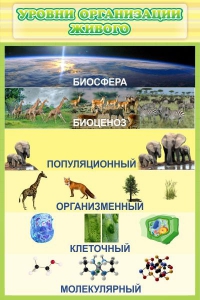 Стенд "Уровни организации живого" - fgospostavki.ru - Владимир