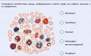 Интерактивные курсы. Биология 11 класс. Расширенный. - fgospostavki.ru - Владимир