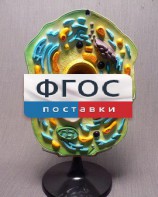 Модель "Клетка растения" - fgospostavki.ru - Владимир