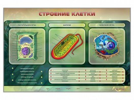 Электрифицированный стенд "Строение клетки" с маркерными полями - fgospostavki.ru - Владимир
