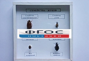 Коллекция "Семейство жуков" - fgospostavki.ru - Владимир