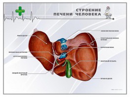 Стенд "Строение печени человека" - fgospostavki.ru - Владимир