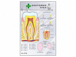 Электрифицированный стенд "Анатомия зуба" - fgospostavki.ru - Владимир