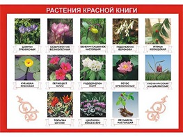 Таблица демонстрационная "Растения Красной книги" (винил 100*140) - fgospostavki.ru - Владимир
