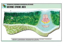 Рельефная таблица "Клеточное строение листа" (формат А1, матовое ламинирование) - fgospostavki.ru - Владимир