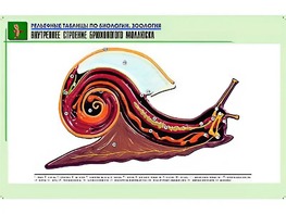 Рельефная таблица "Внутреннее строение брюхоногого моллюска" (формат А1, матовое ламинирование) - fgospostavki.ru - Владимир