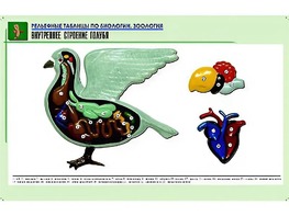 Рельефная таблица "Внутреннее строение голубя" (формат А1, матовое ламинирование) - fgospostavki.ru - Владимир