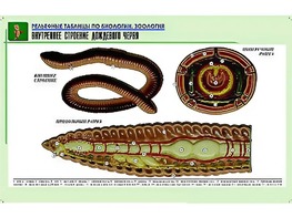 Рельефная таблица "Внутреннее строение дождевого червя" (формат А1, матовое ламинирование) - fgospostavki.ru - Владимир