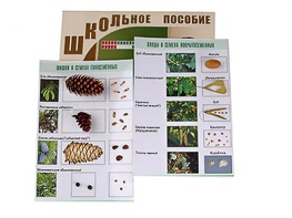 Коллекция "Шишки, плоды, семена деревьев и кустарников" - fgospostavki.ru - Владимир