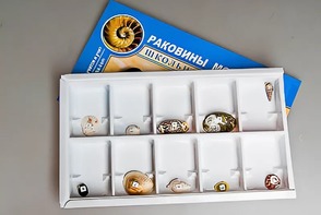 Коллекция "Раковины моллюсков" - fgospostavki.ru - Владимир