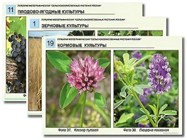 Гербарий фотографический "Сельскохозяйственные растения России" - fgospostavki.ru - Владимир