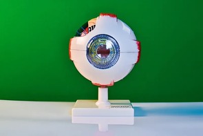 Модель глаза - fgospostavki.ru - Владимир