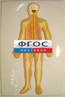 Модель барельефная "Нервная система человека" - fgospostavki.ru - Владимир