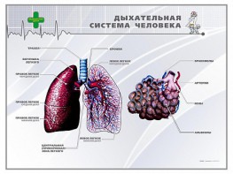 Стенд "Дыхательная система человека" - fgospostavki.ru - Владимир