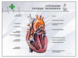 Стенд "Строение сердца человека" - fgospostavki.ru - Владимир