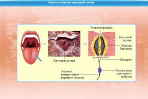 Интерактивные курсы. Биология 10 класс. Базовый. - fgospostavki.ru - Владимир