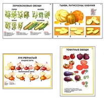 Плакаты ПРОФТЕХ "Ассортимент овощных культур" (12 пл, винил, 70х100) - fgospostavki.ru - Владимир