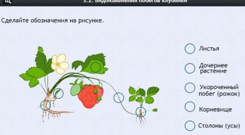 Интерактивные курсы. Биология 7 класс. Расширенный. - fgospostavki.ru - Владимир